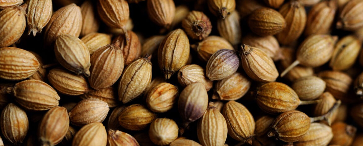 Coriander seed