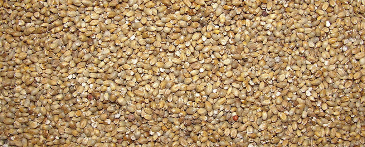 sorghum millet