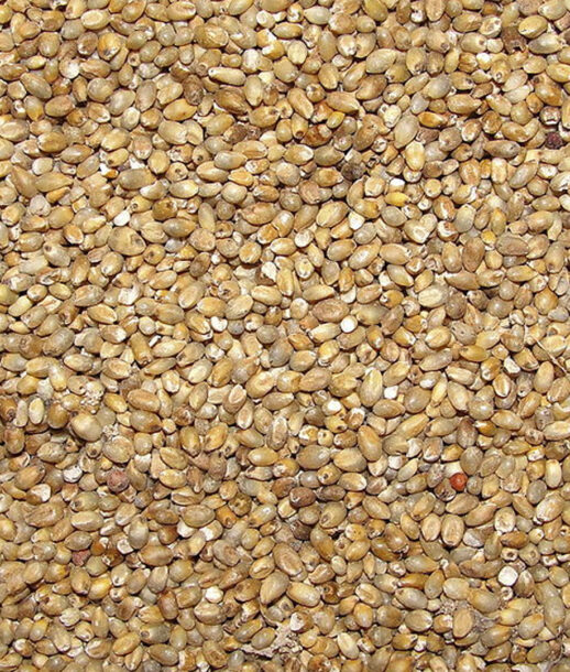 sorghum millet